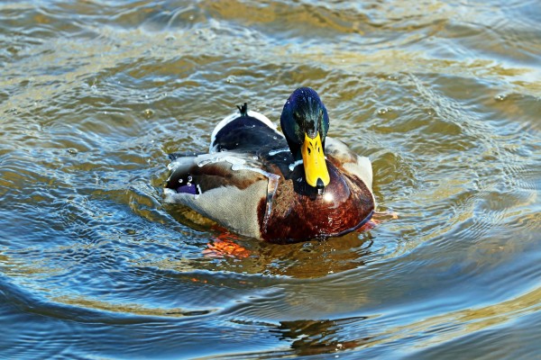 Water Off A Ducks Back I by Deb Oppermann